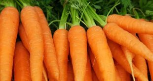 Health Tips: सर्दियों में गाजर खाने से होते हैं जबरदस्त फायदे, नहीं जानते तो जानिए
