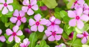 Sadabahar Flowers : किसी औषधि से कम नहीं हैं सदाबहार फूल, शरीर से दूर करते हैं ये रोग